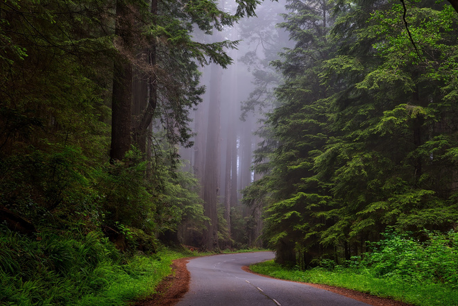 Road in a Misty Forest